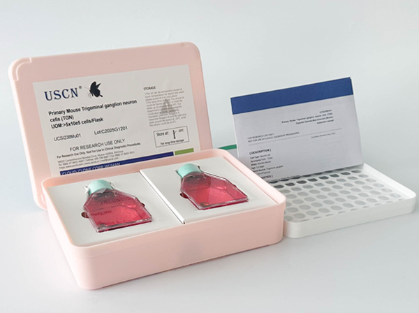 瘦素(LEP)基因敲除小鼠